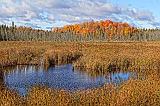 Autumn Marsh_29397